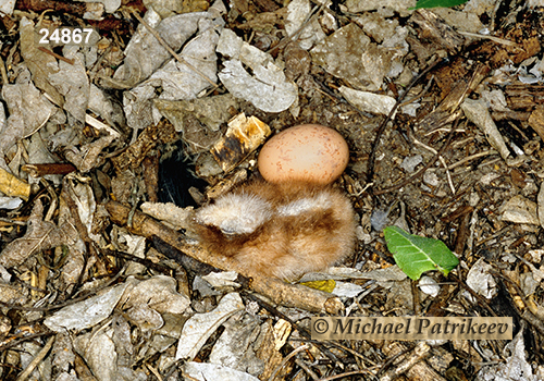 Common Pauraque (Nyctidromus albicollis)